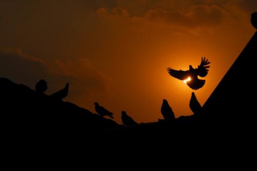 用鼻尖组成生命之光