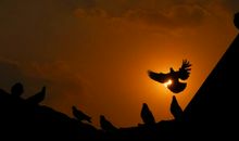 用鼻尖谱写生命之光