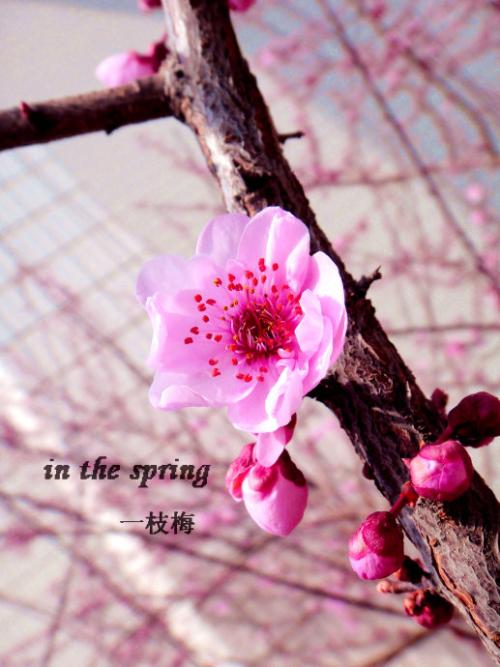 突然像春风的夜晚来了整首诗