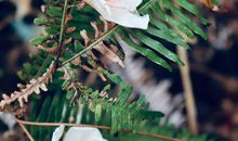 化作春泥更护花全诗