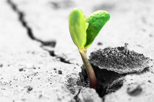 生活需要挫折500字