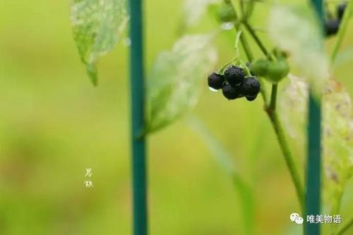 早安讯息：等待一个不爱你的人就像在夏天等待下雪，在冬天等待花朵盛开