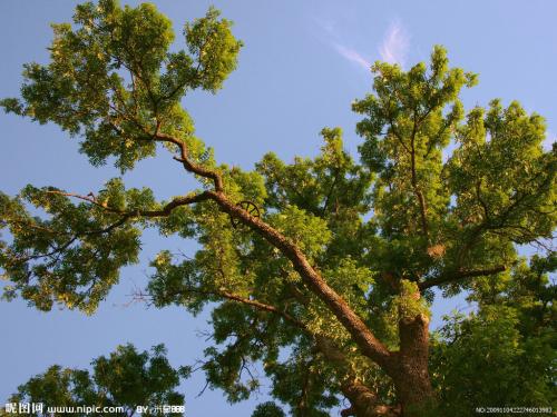 初中作文:窗外的树