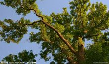 初中作文：窗外那棵树