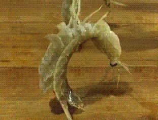 六年级作文：我只是“皮皮虾”