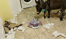 “能驴”和它的主人