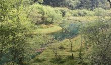 张承志：芳草野草