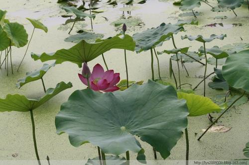 九十九段精彩的人生见解（9）