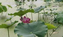 九十九段精彩的人生感悟（九）