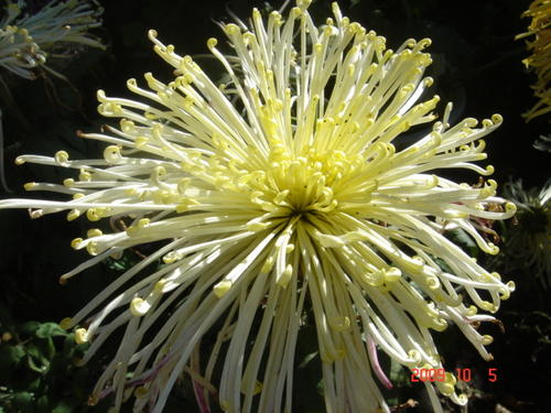 描述菊花的优美句子片段