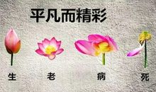 关于感悟生命的句子