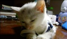 狗猫鼠读后感600字