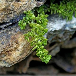 关于阅读《石头之间的生活》的思考