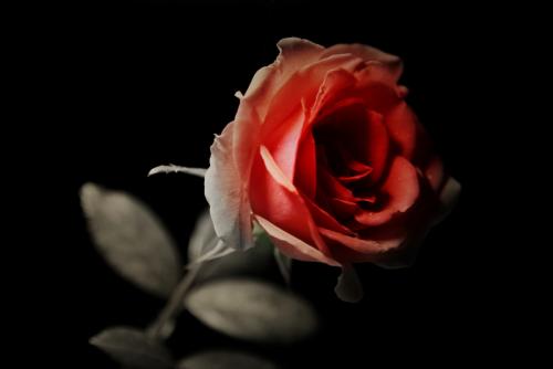 一整套描述玫瑰的句子