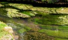 汪曾祺：《花园》茱萸小集二