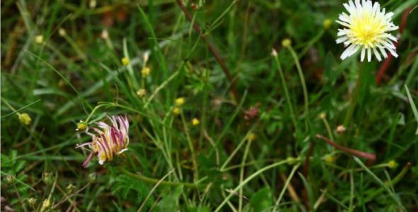 赞美植物的句子