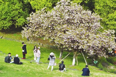 杨颖：春季郊游