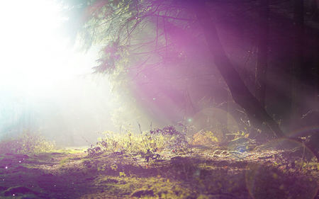 漂亮的句子和图片