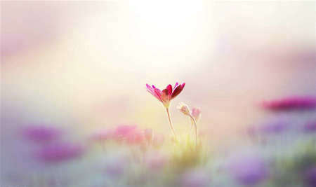 漂亮的句子和图片2