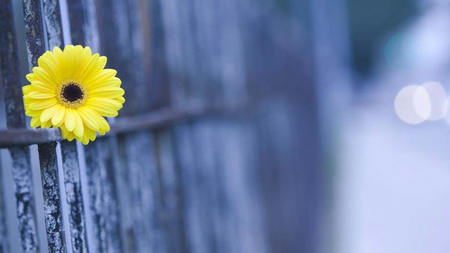 漂亮的句子和图片5