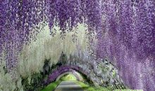 晚安心语：走的最急的是最美的景色，伤的最深的是最真的感情