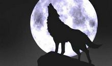 黄怒波：狼性人生，无需绝望