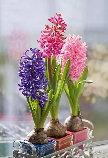 美丽的句子描述风信子花