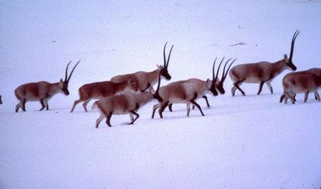 关于阅读《最后的藏羚羊》的思考