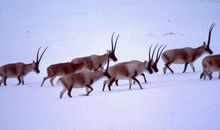 读《最后的藏羚羊》有感