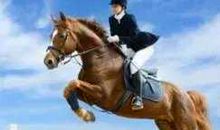 四个故事，检验你是千里马还是头驴