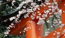 斜风细雨赏落花