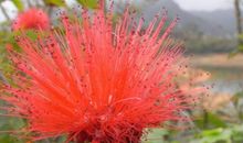 杨莹：春天来时