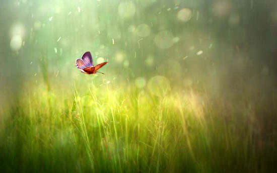 关于审美情感的句子,带有审美情绪的情感句子