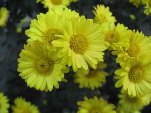 丁丽梅:菊花开黄色花