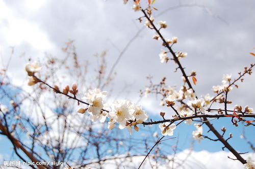“我最喜欢的梅花”的组成