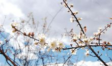 《我喜爱的梅花》作文