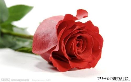 许单单:成功,没有人比我更曲折