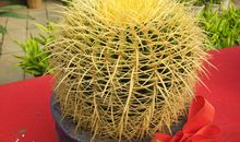 你敢不敢十年磨一刺