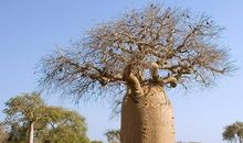 让生命站立成树