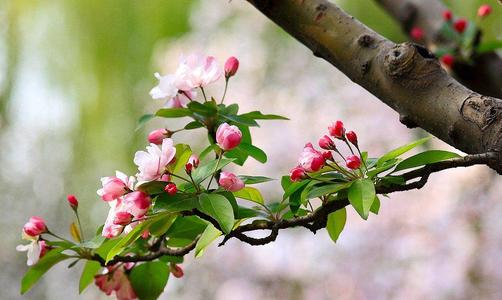 关于春天的美丽句子