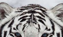 一只饥饿的老虎（深度好文）