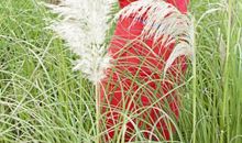 经典语录：情深情浅全在真，缘深缘浅全在心