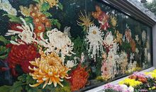 写景作文：美丽的菊园