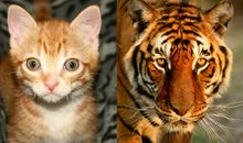 生命给了我那只老虎