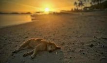 海岛之恋经典台词