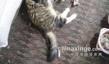 迟子建：鼠儿戏“猫”