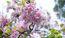 李广田：是春天了