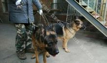 励志故事：编草席的王子与牧羊妇女