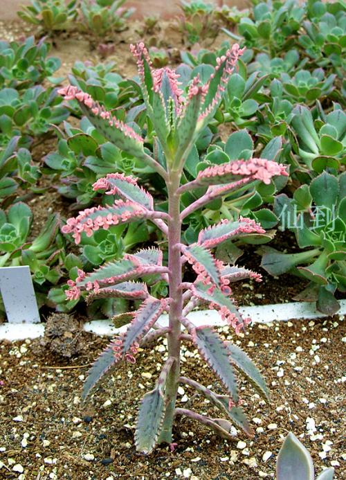 备注和组成：花房中的“凤凰”