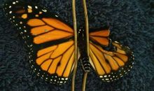 断翅的蝴蝶也能飞过沧海